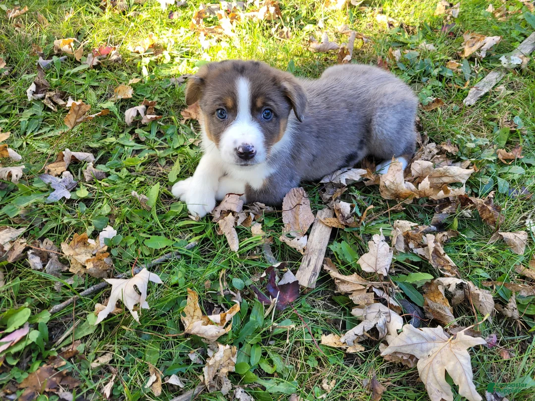 Mixed Breed dogs for sale: Daisy  - Ad 2