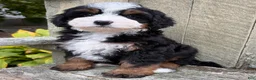 Mini Bernedoodle dogs for sale: 💚IN BOSTON MASSACHUSETTS AREA💚TRADITIONAL TRI COLOR💚MINI BERNEDOODLE BOY💚 - Ad 4