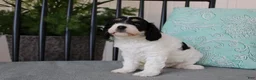 Cavapoo dogs for sale: Daisy - Ad 9