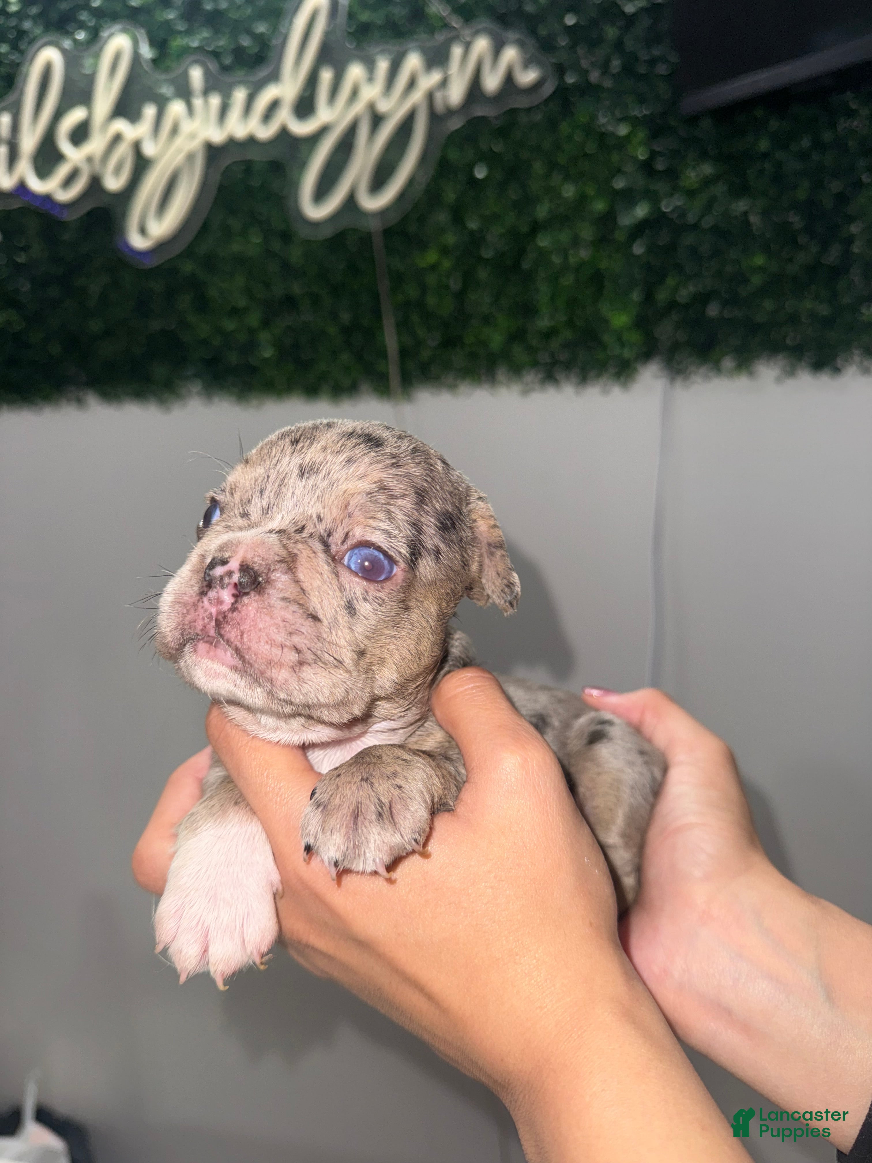 French Bulldog dogs French Bulldog Puppy 2 - Ad 1