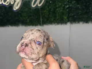 French Bulldog dogs for sale: French Bulldog Puppy 2 - Ad 4