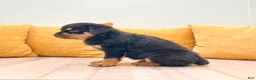 Rottweiler dogs for sale: Hazel - Ad 5