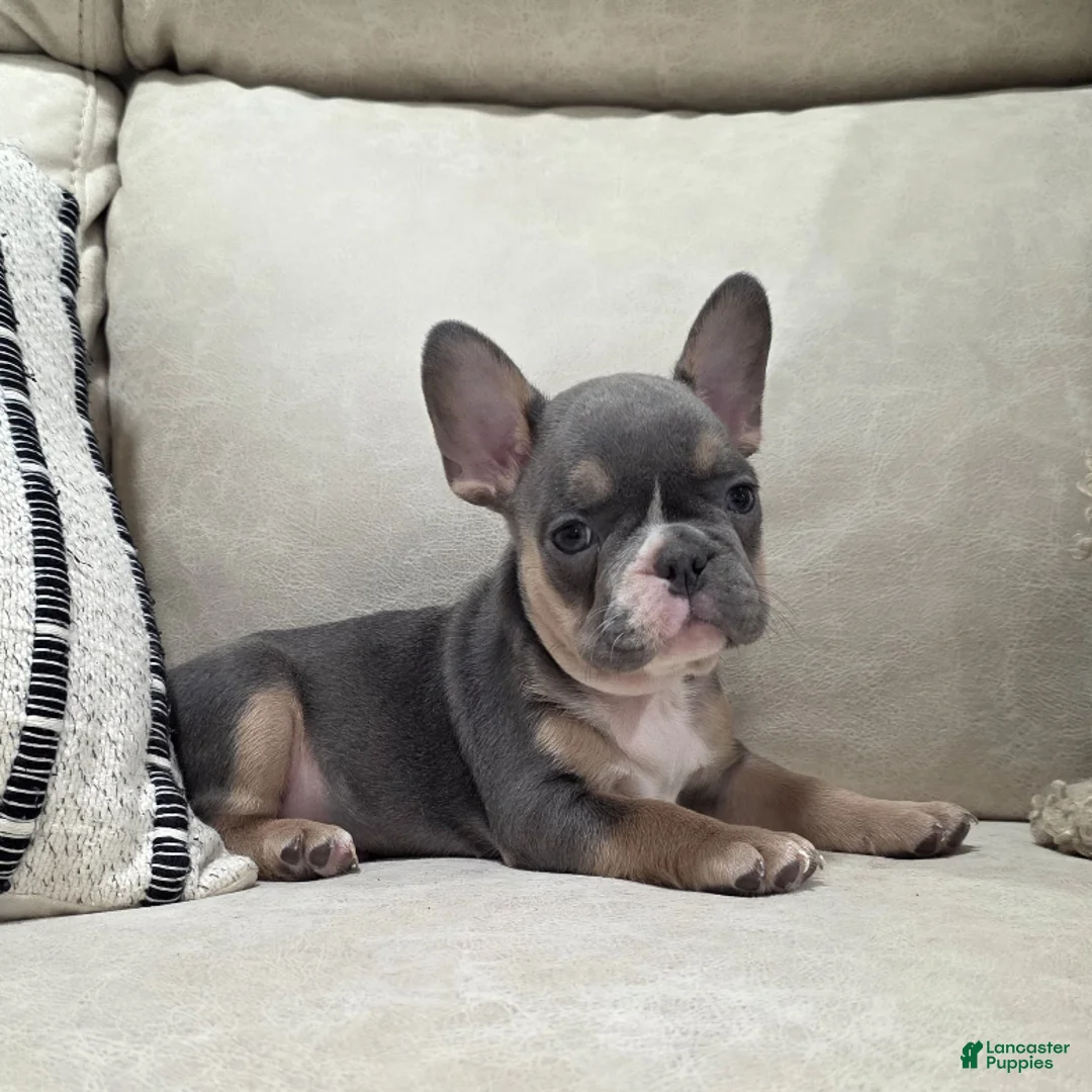 French Bulldog dogs for sale: Fletcher - Ad 9