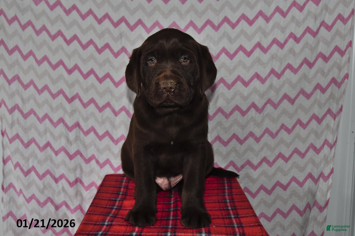 Labrador Retriever dogs Jesse - Ad 31