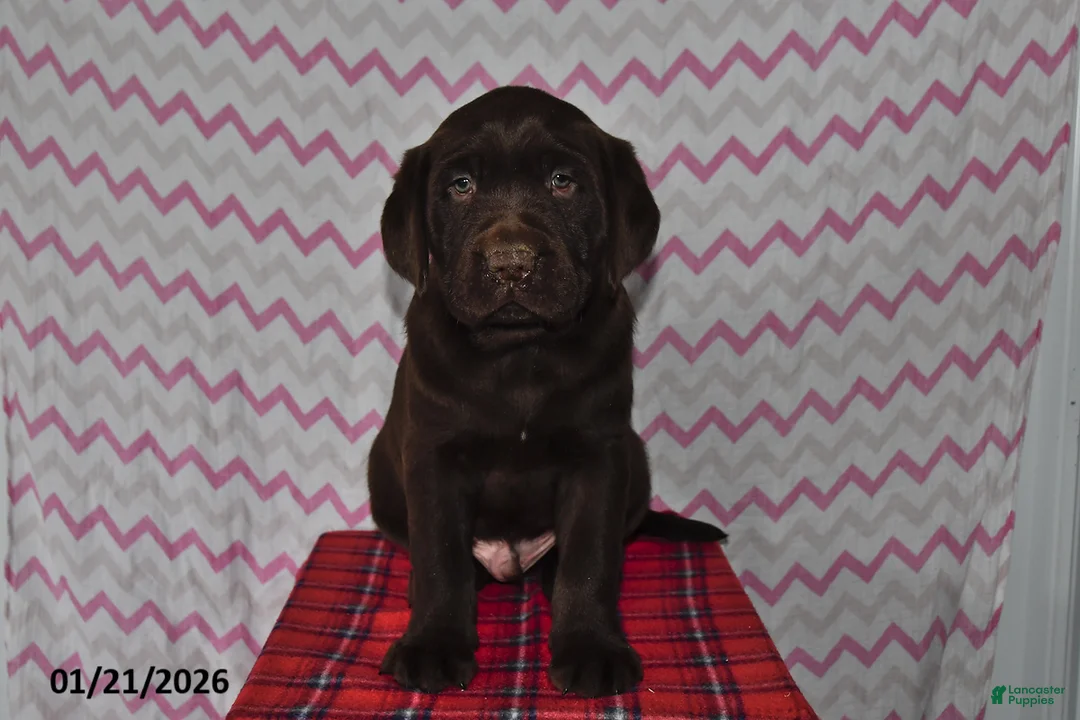 Labrador Retriever dogs for sale: Jesse - Ad 1