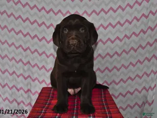 Labrador Retriever dogs Jesse - Ad 31