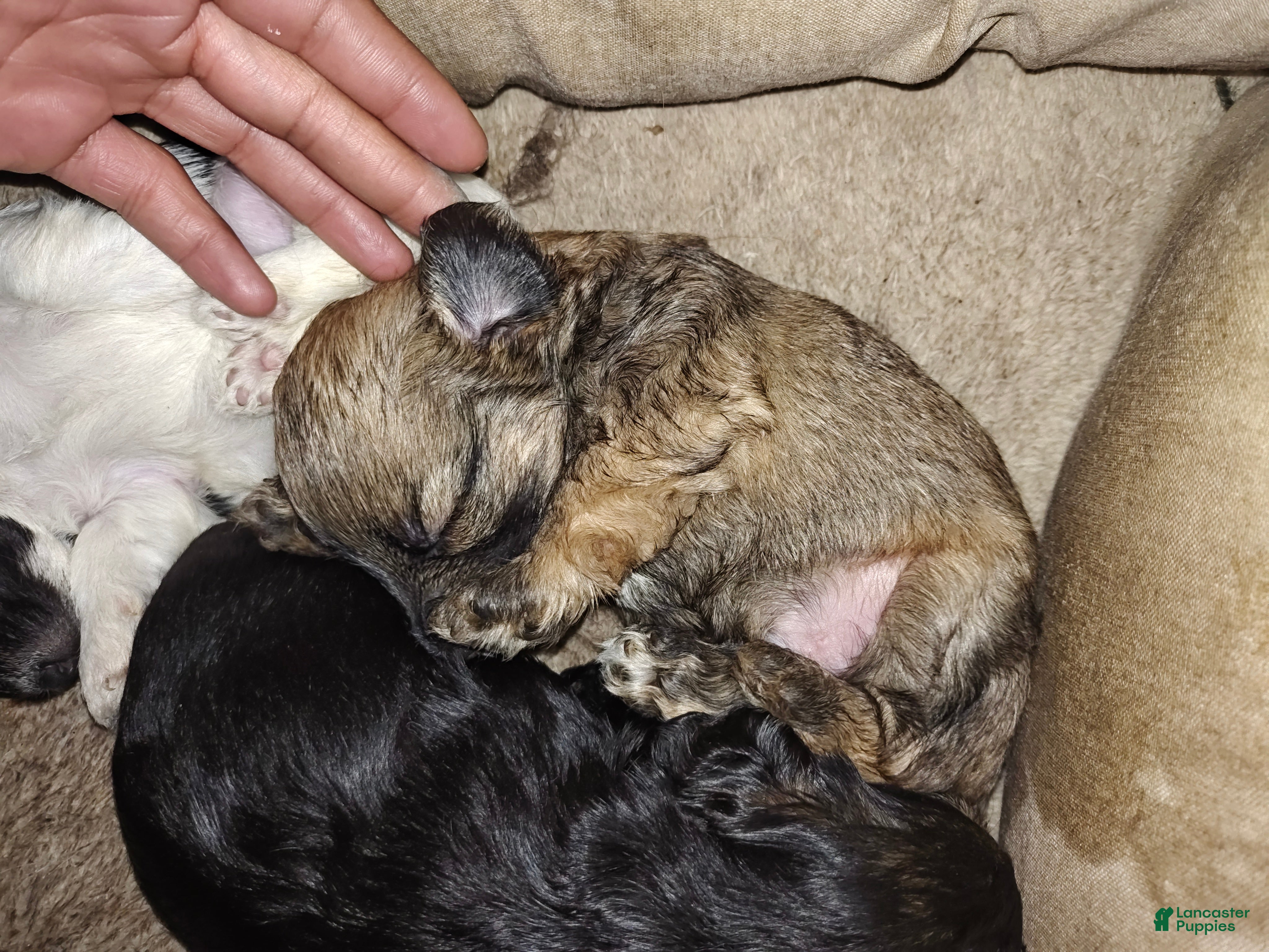Mixed Breed dogs for sale: Mixed Breed 1 - Ad 13