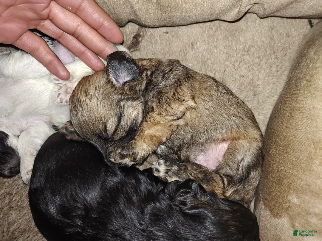 Mixed Breed dogs for sale: Mixed Breed 1 - Ad 1