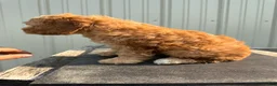 Cockapoo dogs for sale: Connie - Ad 4