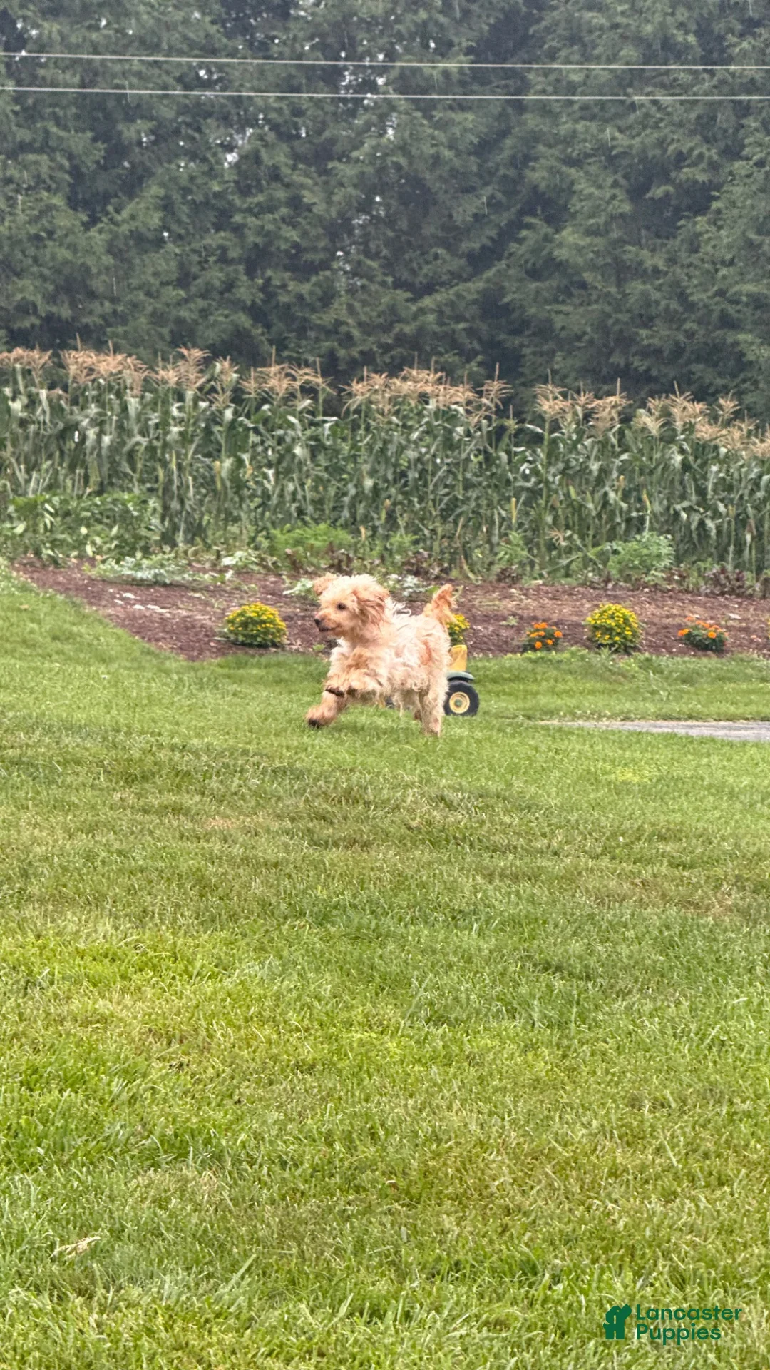 Mini Goldendoodle dogs for sale: Baxton - Ad 4