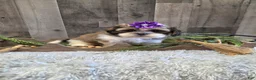 Shih Tzu dogs for sale: Summer - Ad 5