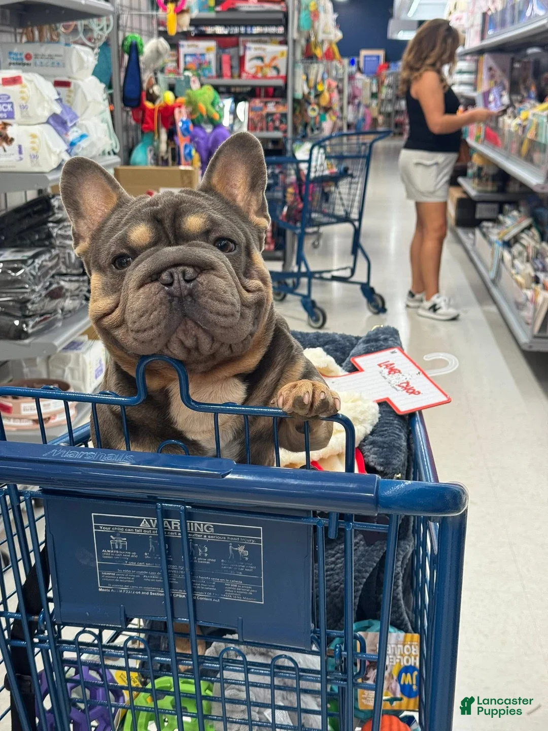 French Bulldog dogs for stud: Mr. Steal Yo Girl “Tinder” Blue  - Ad 12