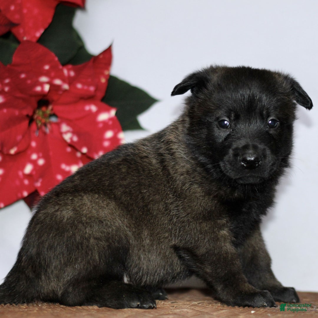 Belgian Malinois dogs for sale: Axel - Ad 6