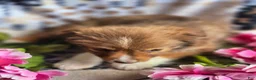 Mixed Breed dogs for sale: Mixed Breed 4 - Ad 4