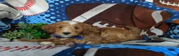 Mini Goldendoodle dogs for sale: Blaze Hypoallergenic - Ad 7