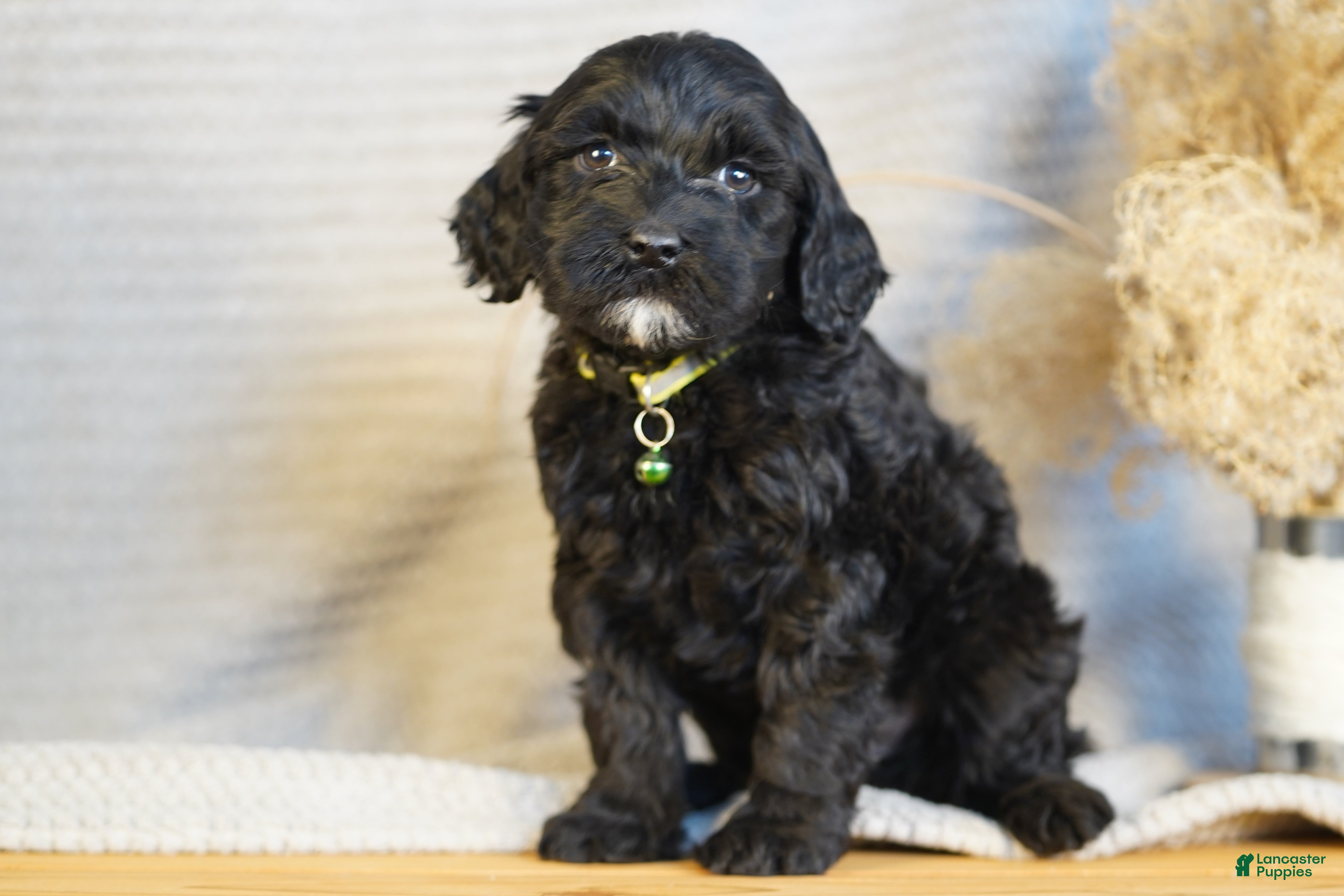Portuguese Water Dog dogs Milton  - Ad 22