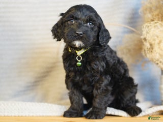 Portuguese Water Dog dogs Milton - Ad 22