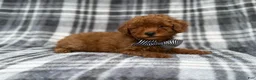 Cavapoo dogs for sale: Axel - Ad 6