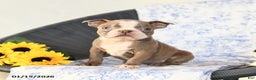 Boston Terrier dogs for sale: Cupcake - Ad 1