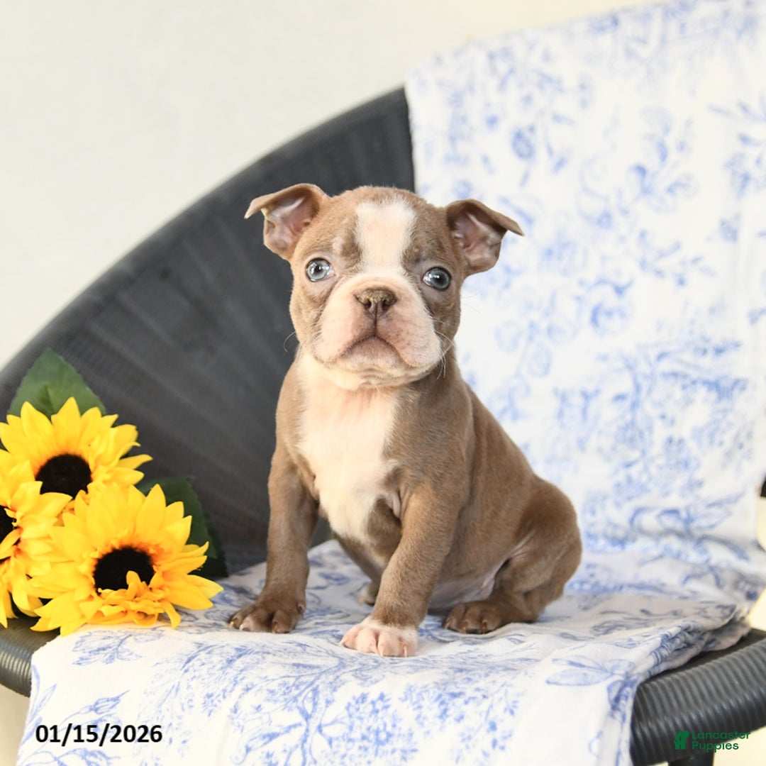 Boston Terrier dogs for sale: Cupcake - Ad 1