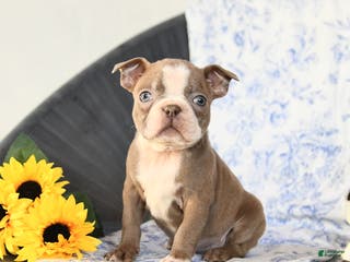 Boston Terrier dogs for sale: Cupcake - Ad 4