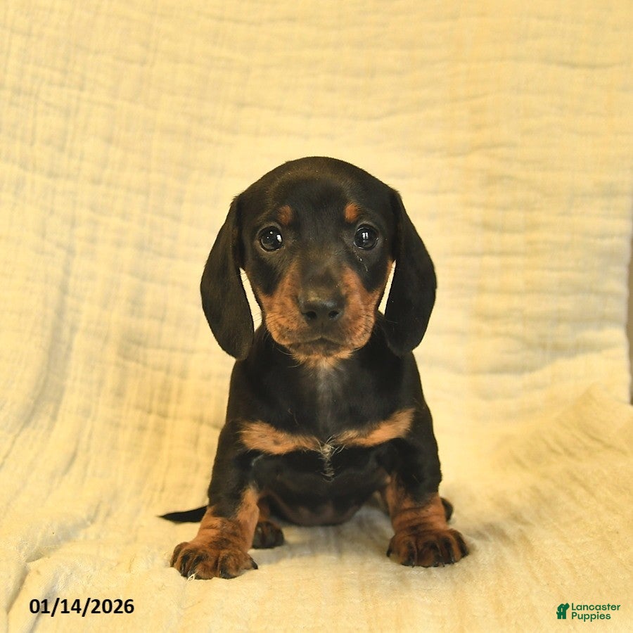 Miniature Dachshund dogs Lilah  - Ad 2