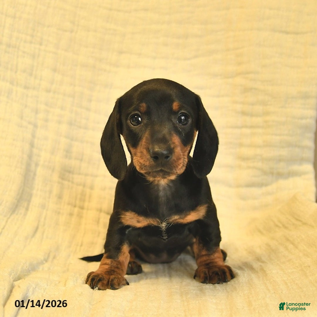 Miniature Dachshund dogs for sale: Lilah  - Ad 1