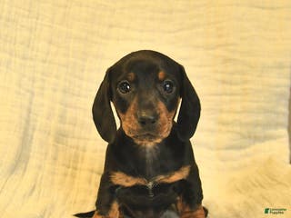Miniature Dachshund dogs Lilah - Ad 3
