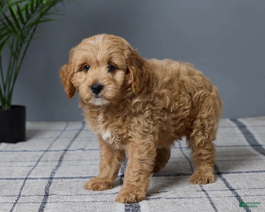 Mini Goldendoodle dogs for sale: Clayton - Ad 5