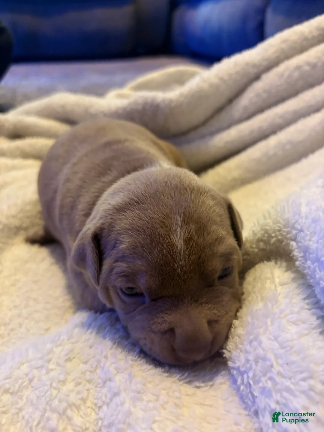 American Pit Bull Terrier dogs for sale: American Pit Bull Terrier Puppy 3 - Ad 2