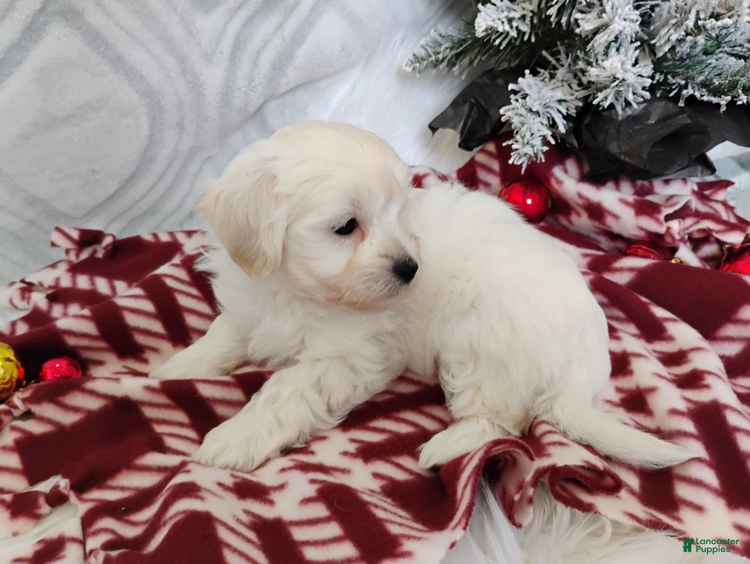 Mixed Breed dogs for sale: Brynn - Ad 2