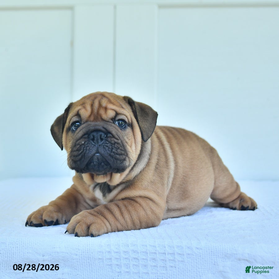English Bulldog dogs Carl - Ad 2