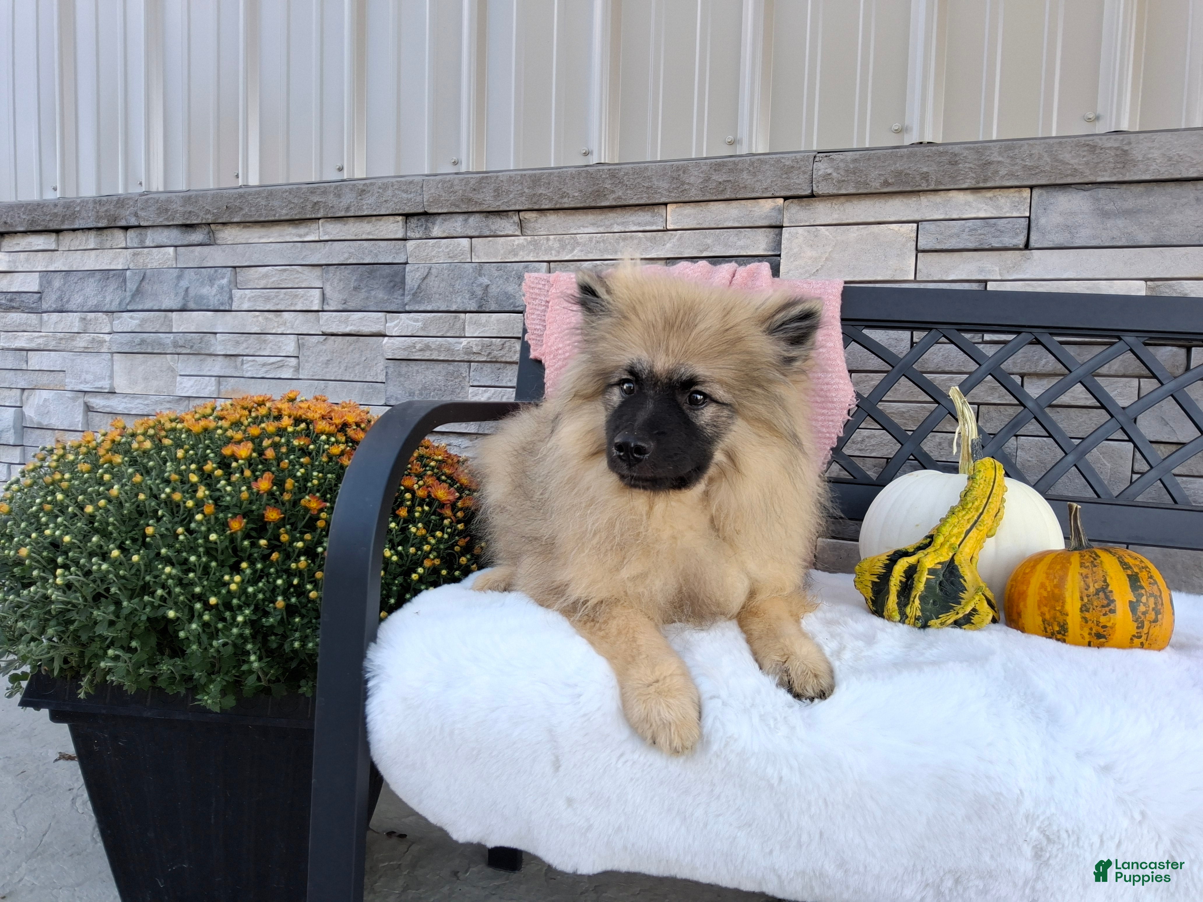 Keeshond dogs Deanna - Ad 1