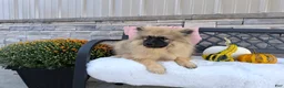 Keeshond dogs for sale: Deanna - Ad 1