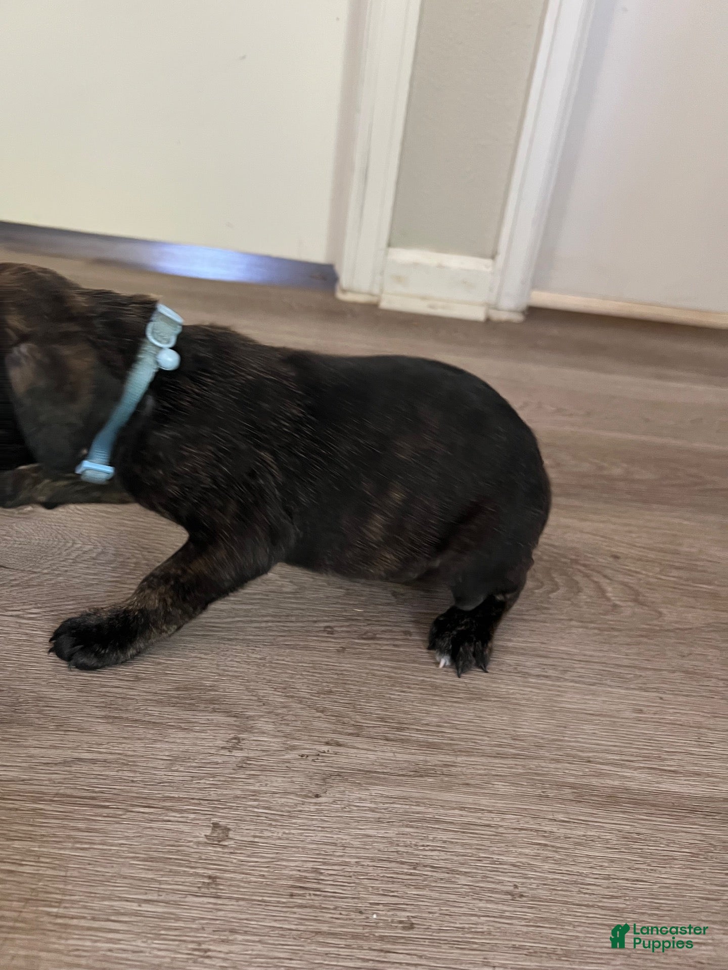 Cane Corso dogs Cane Corso 11 - Ad 2
