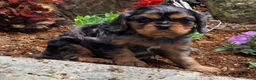 Cavalier King Charles Spaniel dogs for sale: Violet - Ad 8