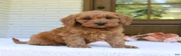 Cavapoo dogs for sale: Jagger  - Ad 4
