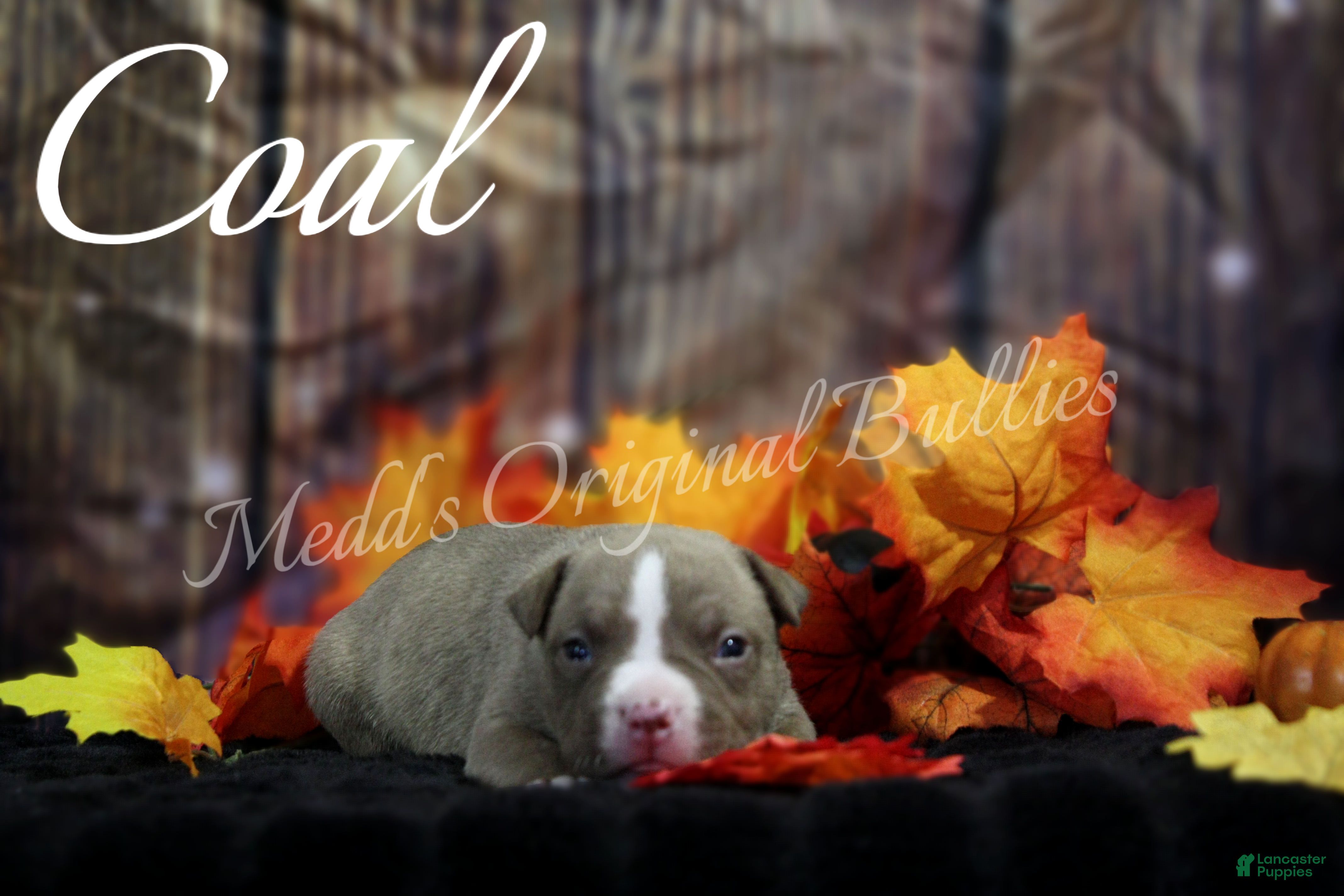 American Bully dogs Coal - Ad 26