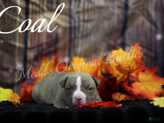 American Bully dogs Coal - Ad 38