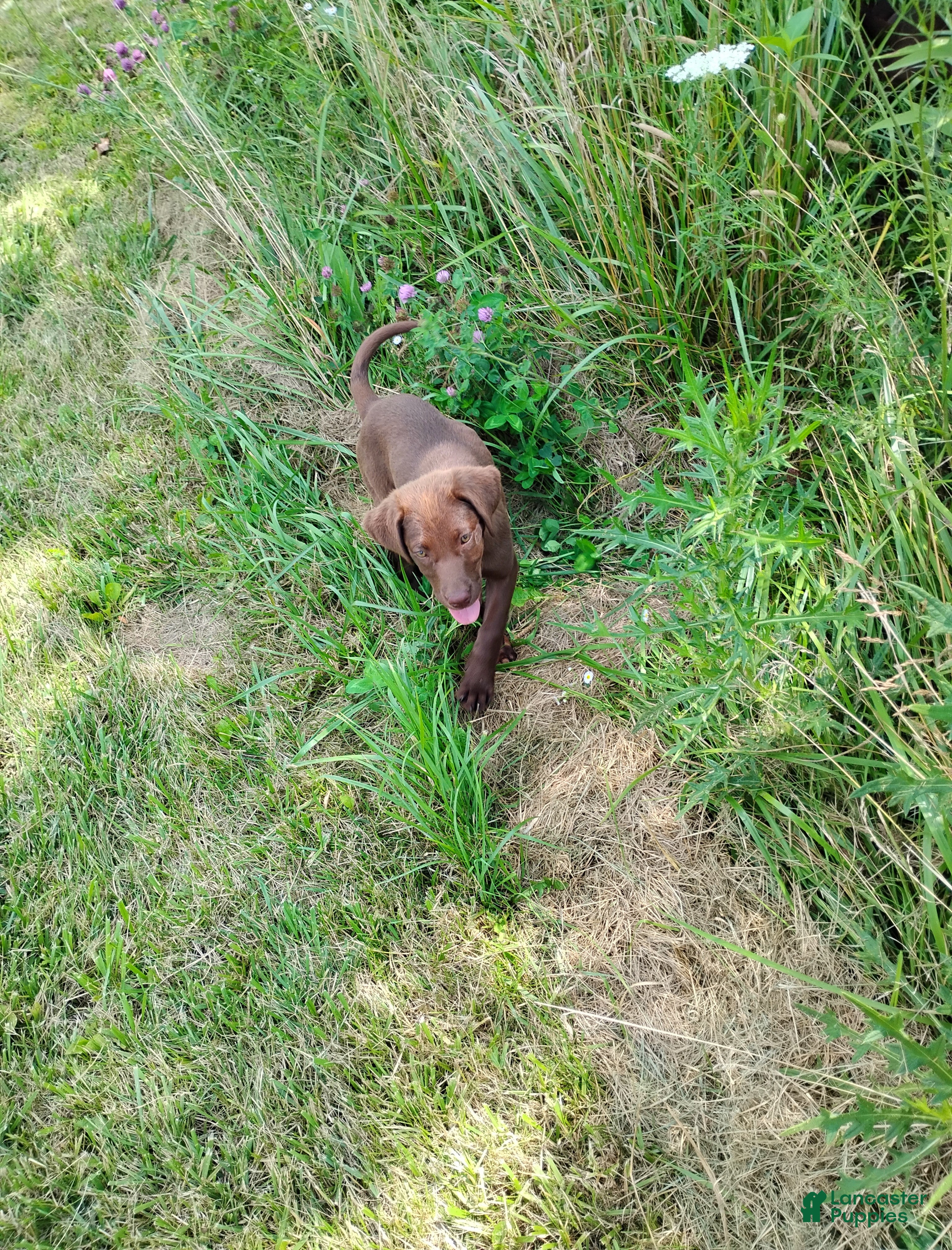 Labrador Retriever dogs Mia - Ad 1