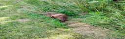 Labrador Retriever dogs for sale: Mia - Ad 1