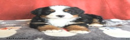 Bernese Mountain Dog dogs for sale: Big Ben - Ad 2