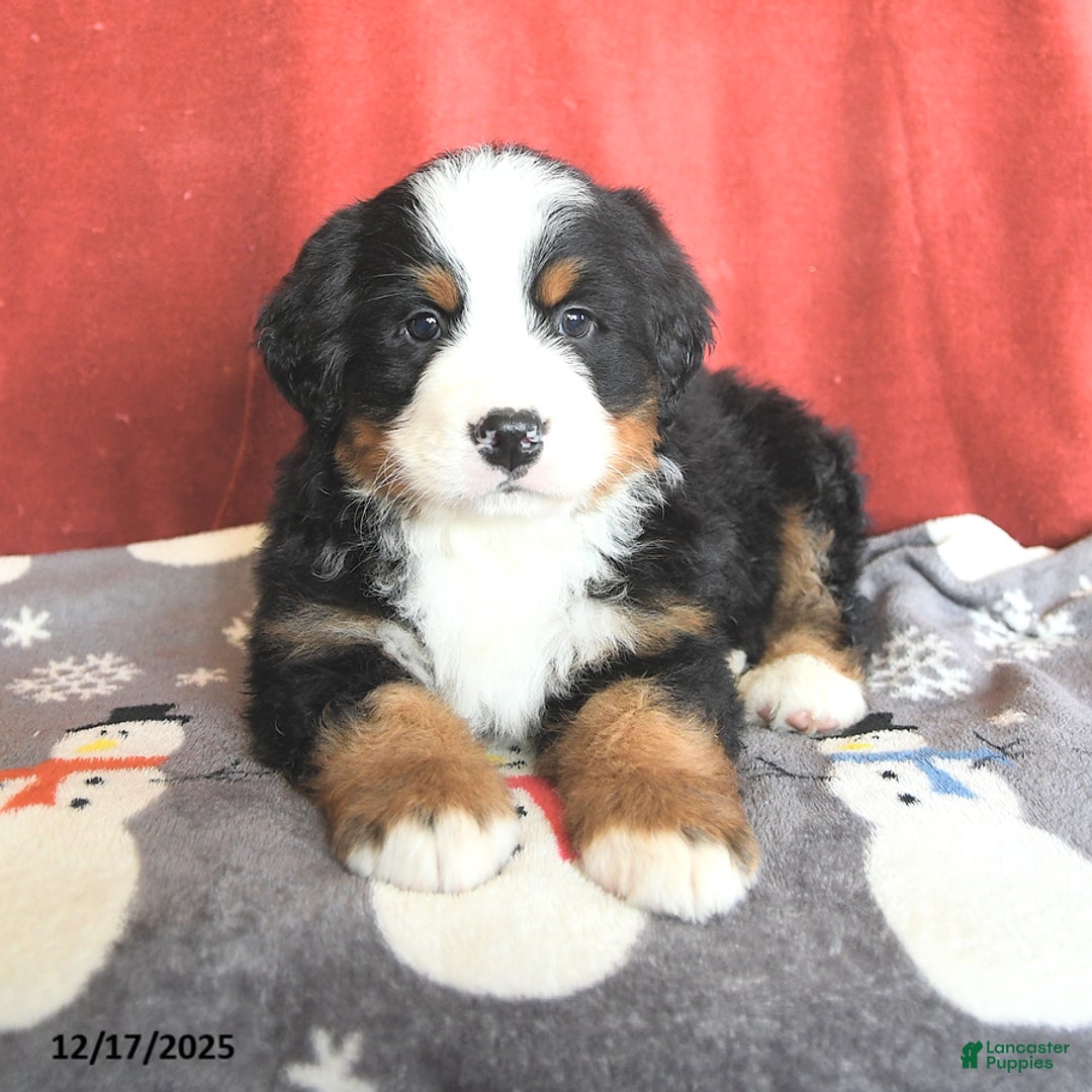 Bernese Mountain Dog dogs for sale: Big Ben - Ad 2