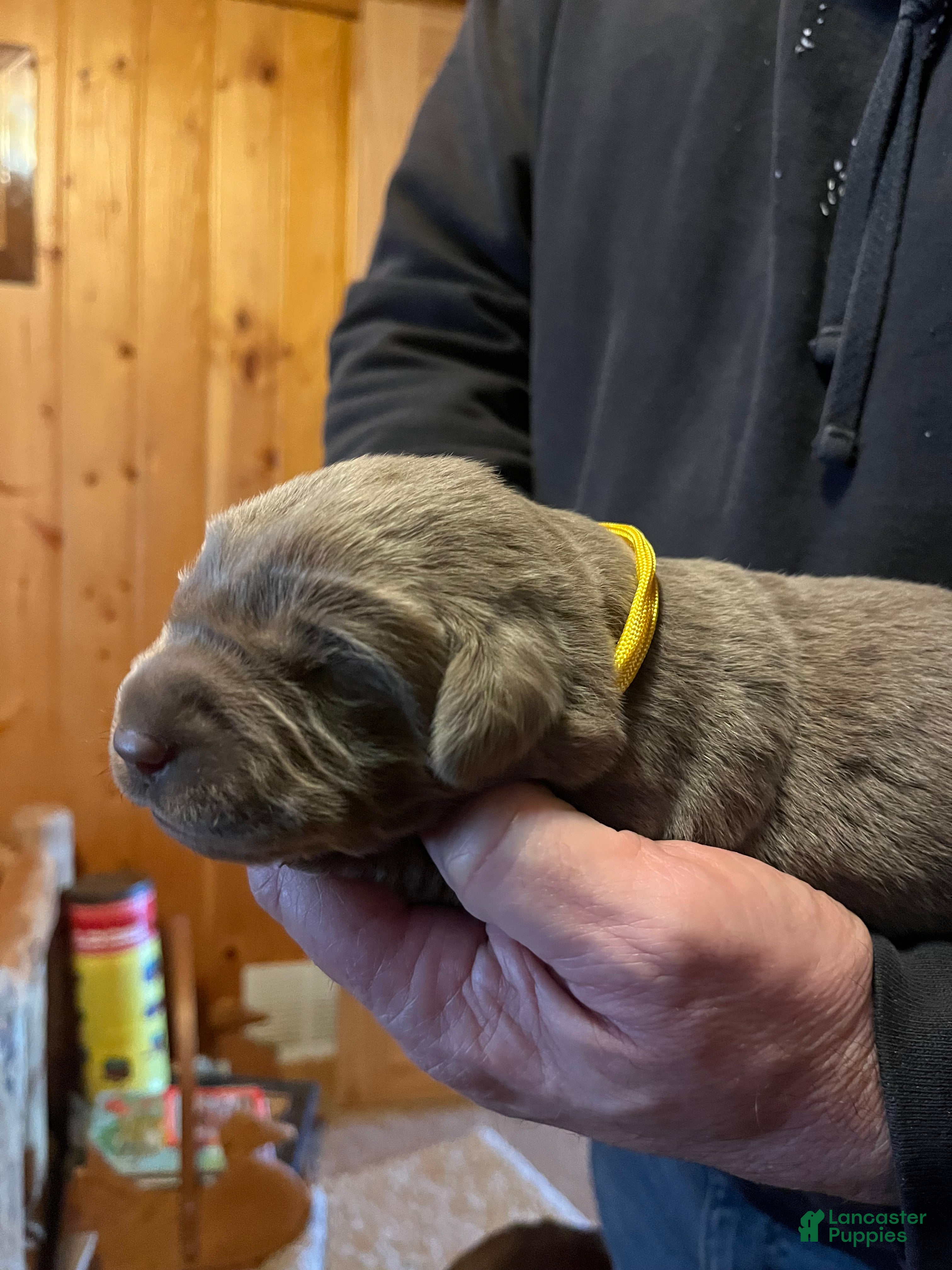 Labrador Retriever dogs Labrador Retriever Puppy 7 - Ad 39