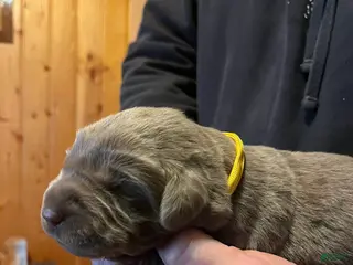 Labrador Retriever dogs Labrador Retriever Puppy 7 - Ad 39