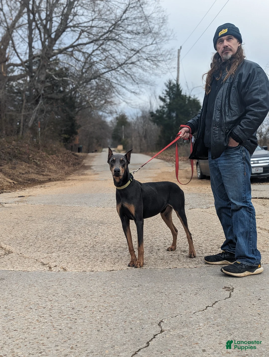 Doberman Pinscher dogs for sale: Doberman Pinscher Puppy 1 - Ad 2