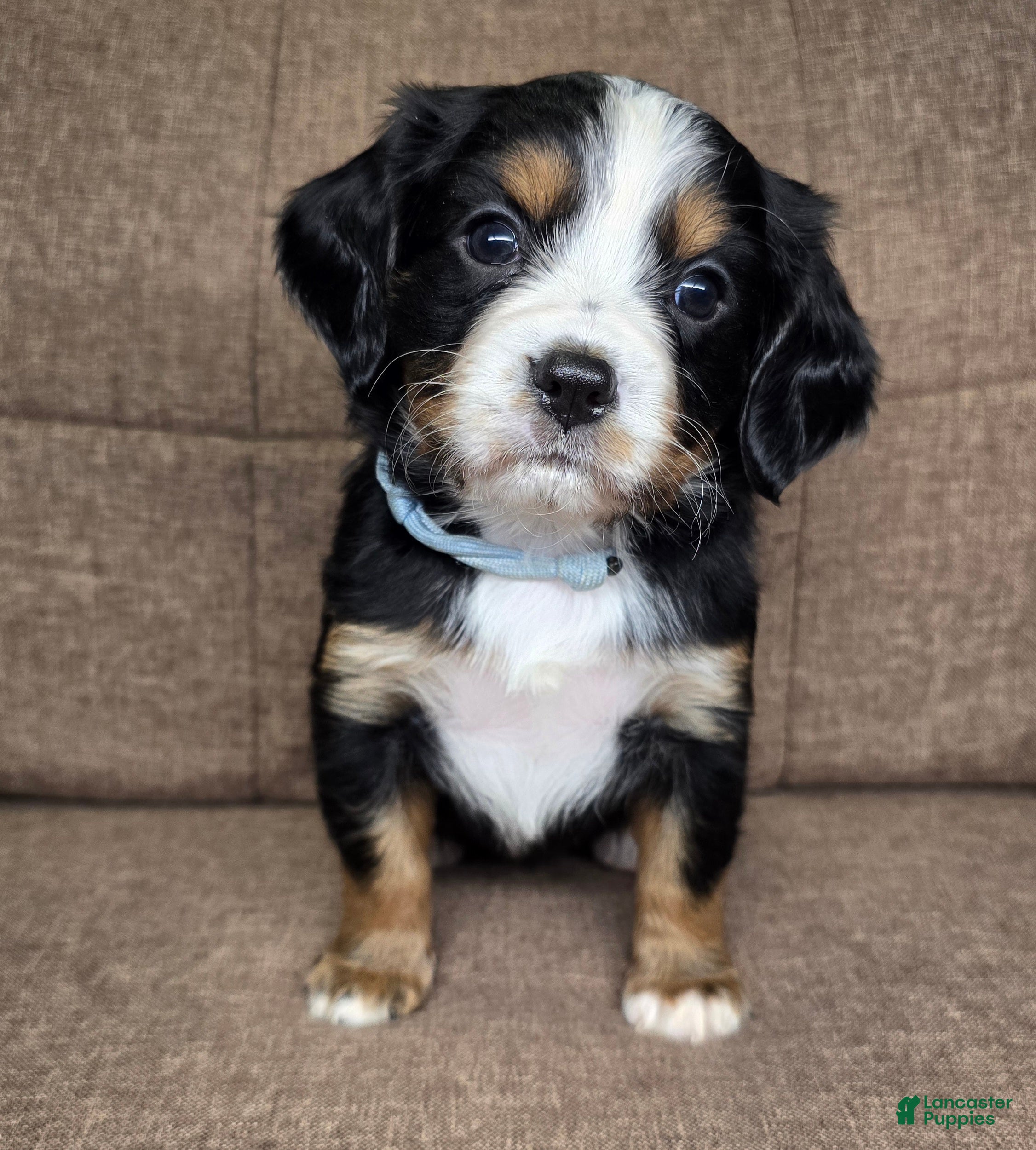 Miniature Bernese Mountain Dog dogs Vienna [reserved] - Ad 1