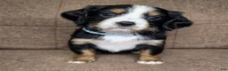 Miniature Bernese Mountain Dog dogs for sale: Vienna [Reserved] - Ad 6