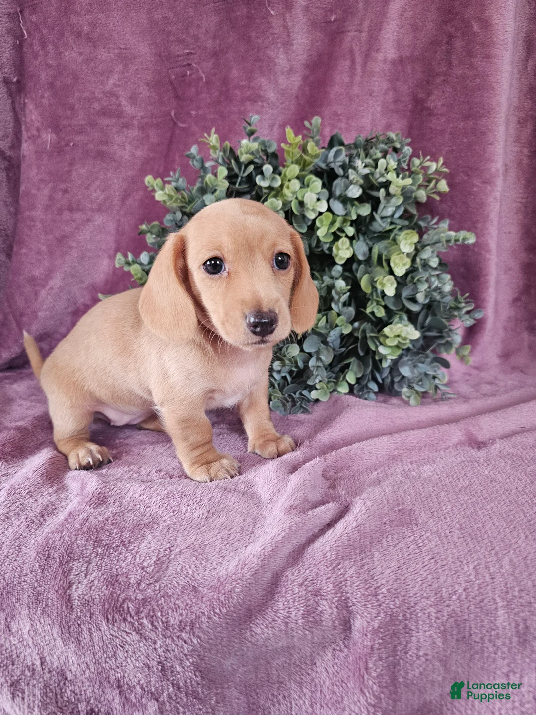 Dachshund dogs for sale: Holley - Ad 1