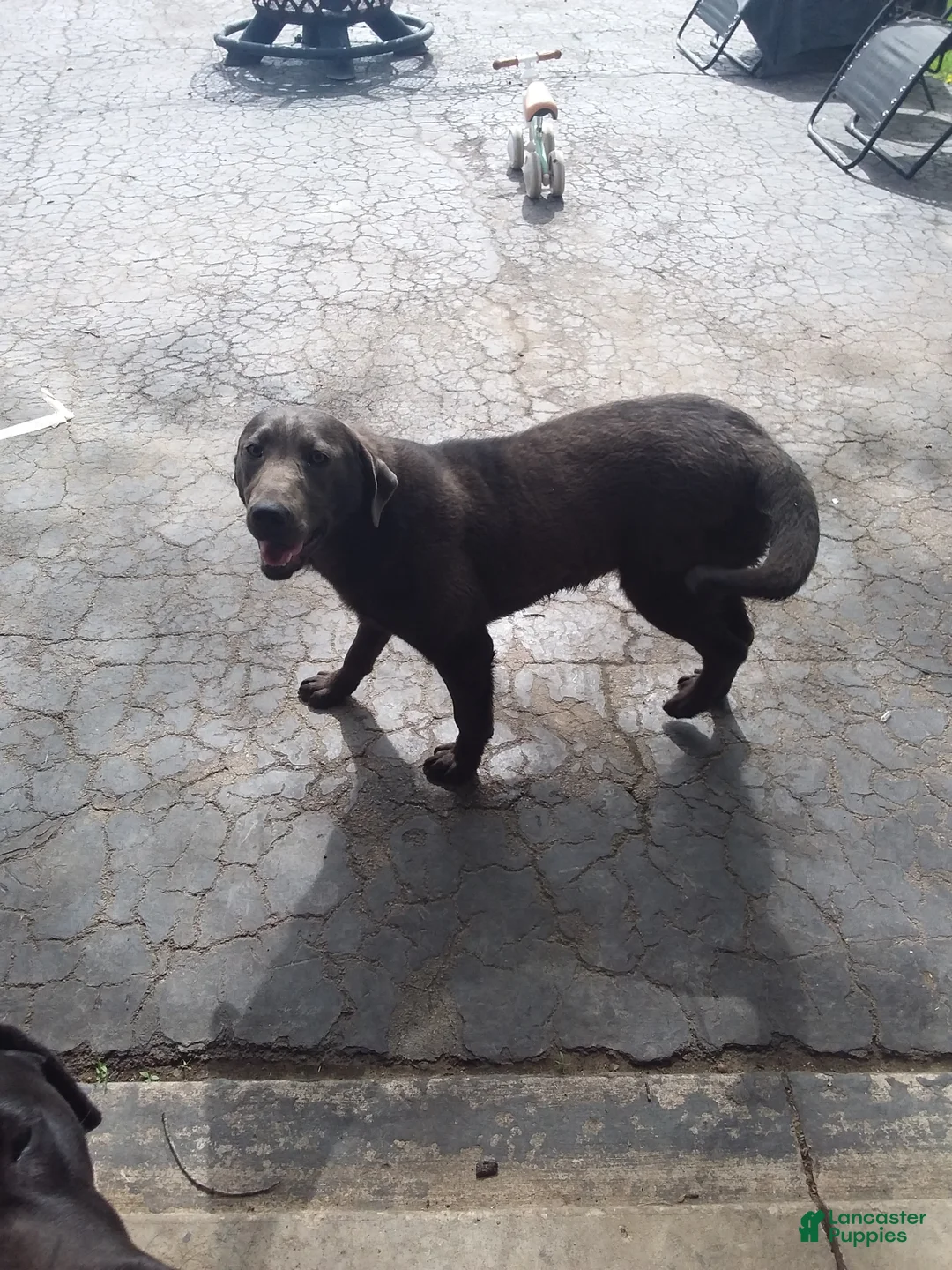 Labrador Retriever dogs for sale: Labrador Retriever Puppy 1 - Ad 5